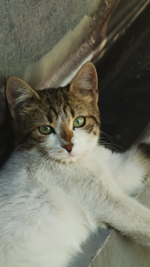 a cat is sitting with its arms stretched up looking out