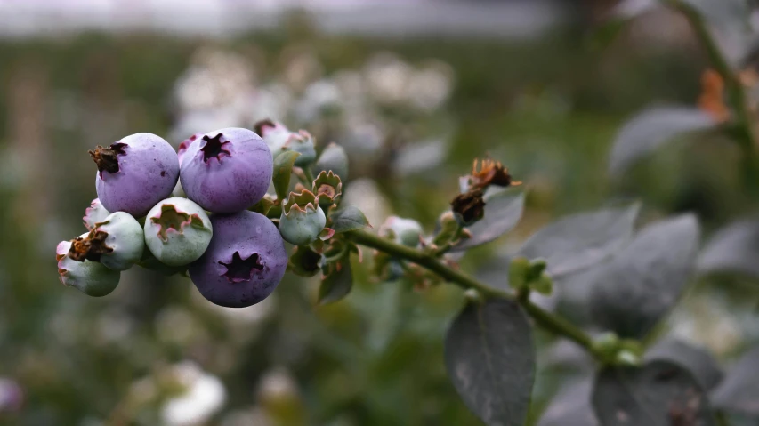 a cluster of purple flowers hanging from the top of a leafy nch