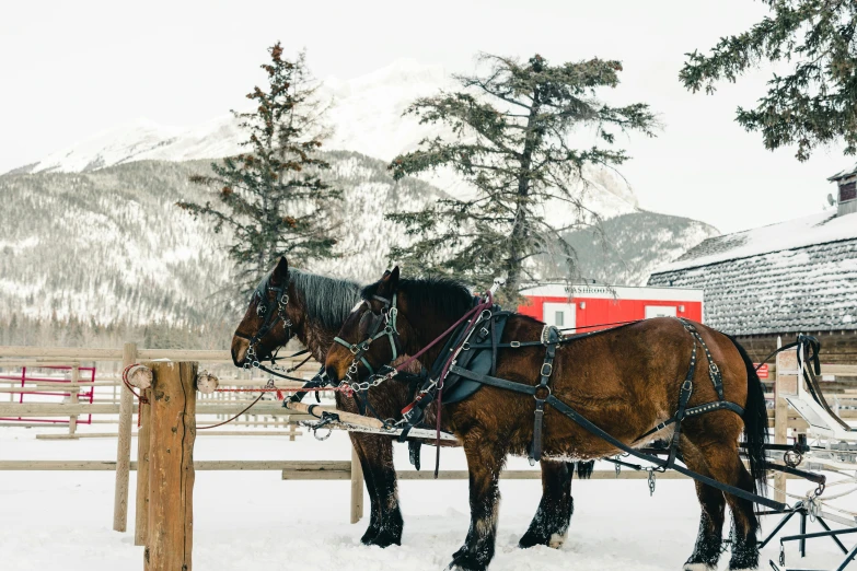 a brown horse with two harnesses tied to the pole