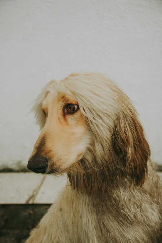 a white dog sitting outside by a wall