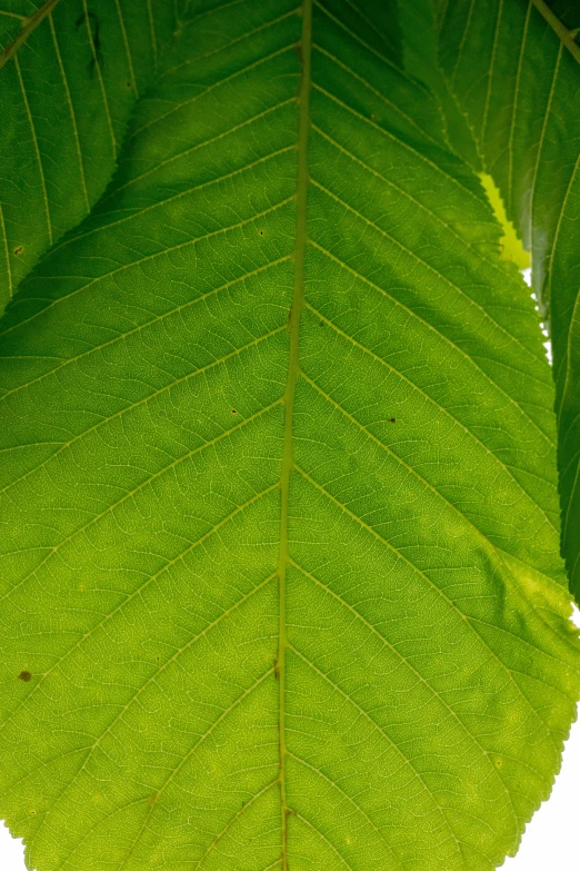 a green leaf that has no leaves on it