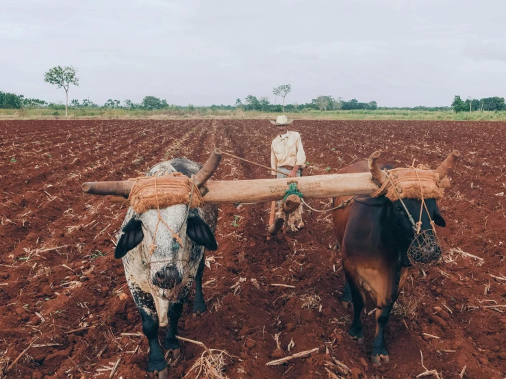 two horses pull a log across a plowed field