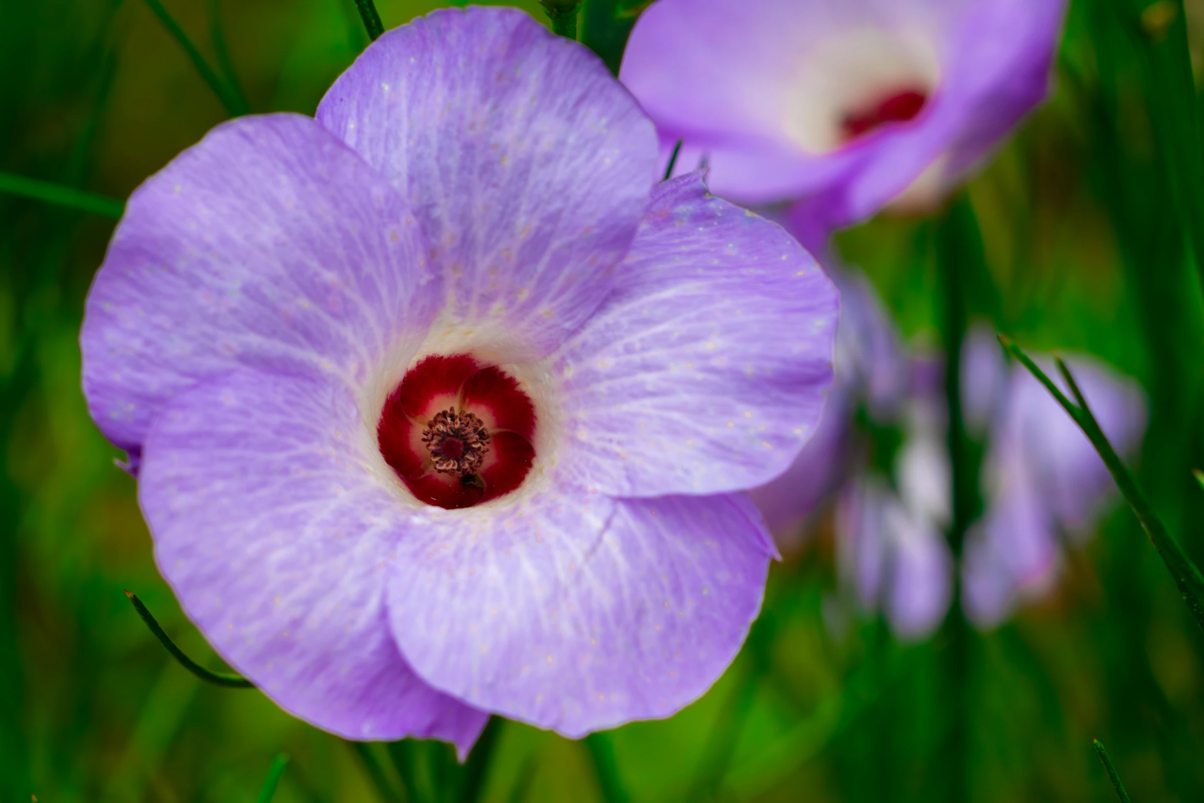 there is a purple flower with a red center