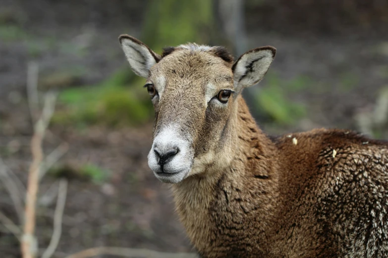 the baby deer looks into the camera with intense eyes