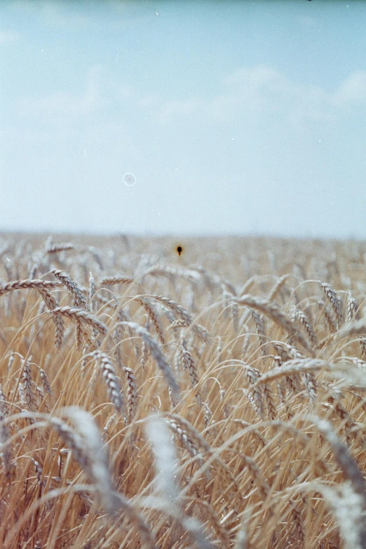 an image of some grain field