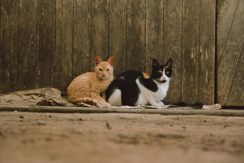 two cats sitting side by side outside near a fence