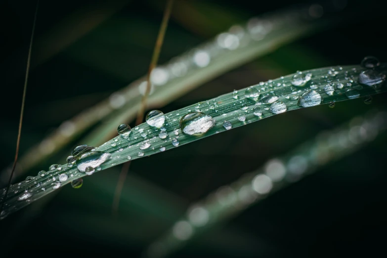 water drops resting on the green leaves of a tree