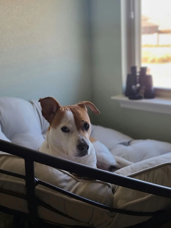 the dog is lying on his bed beside the window