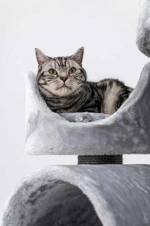 a gray cat laying inside of a gray cat bed