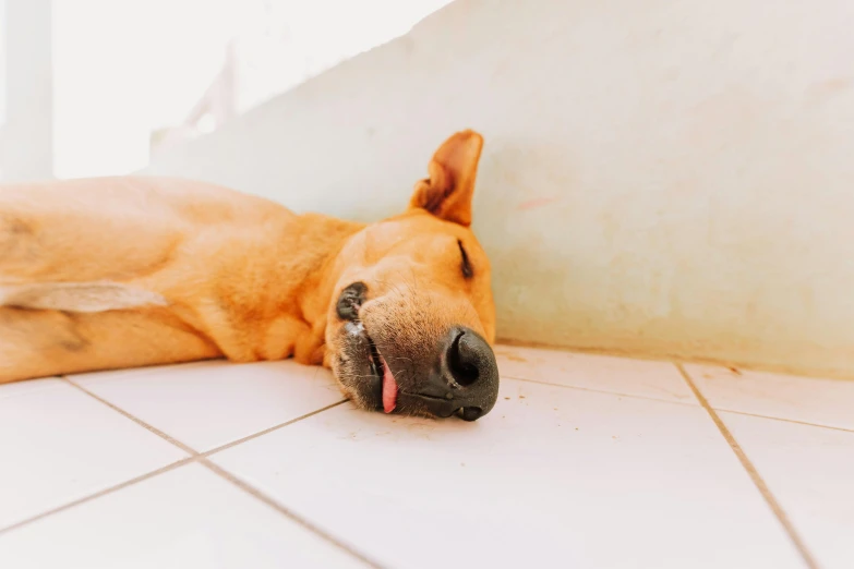 an orange dog laying on the floor with his eyes closed