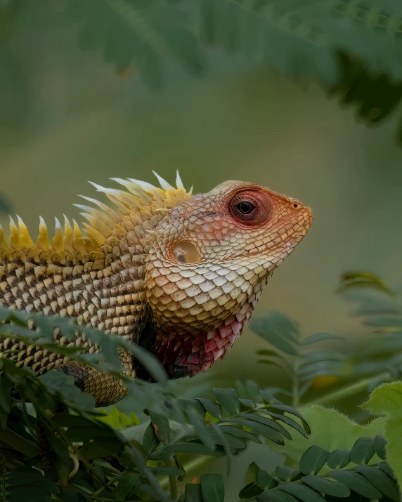 a brown and white lizard with a yellow face on some leaves