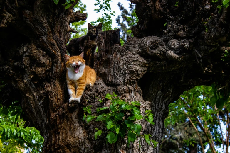 an orange and white cat climbing on the bark of a tree