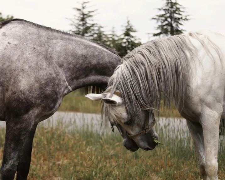 two horses stand side by side as one eats grass