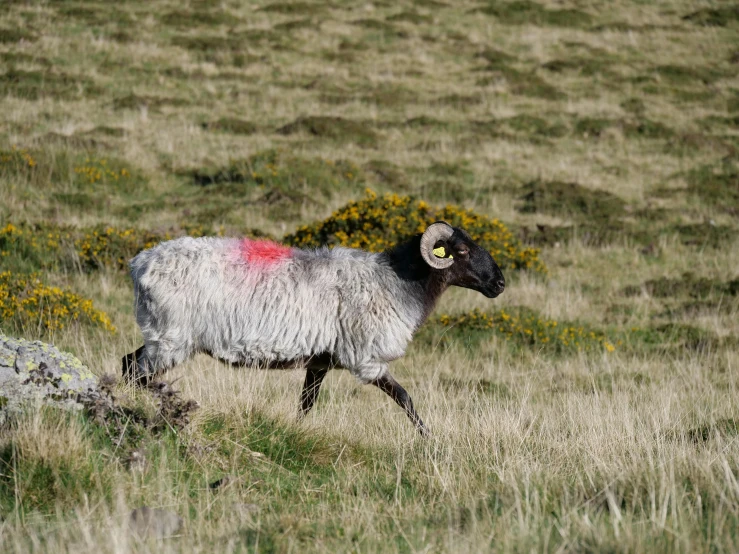 the sheep is walking in the field with red marks on it