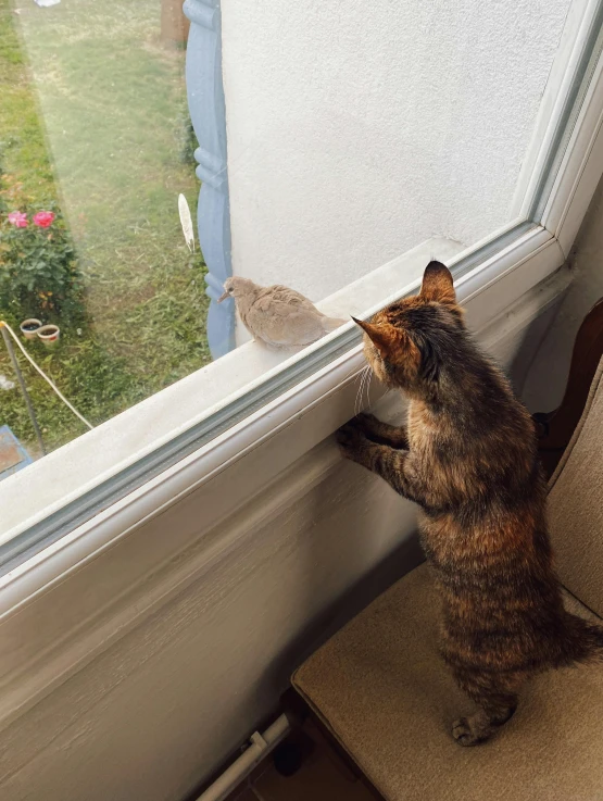 a cat stands on its hind legs looking out the window