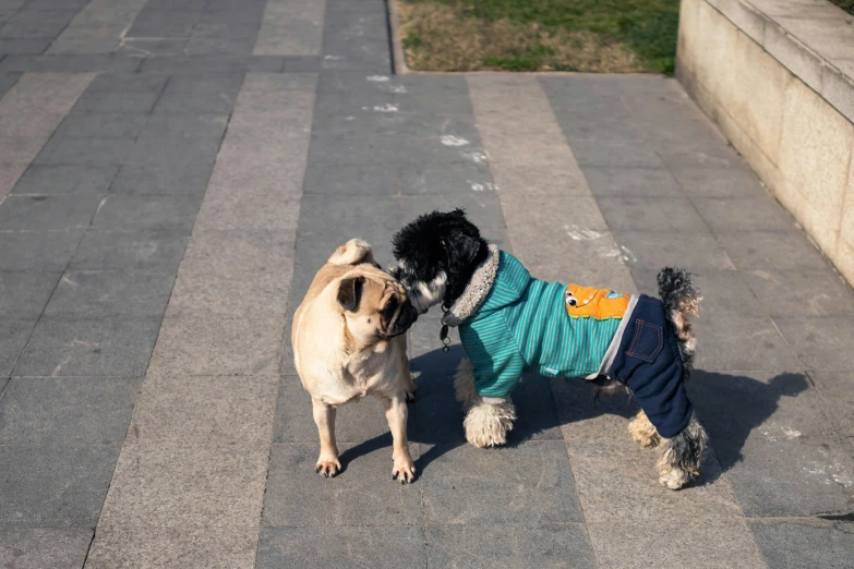 a dog and a dog in their clothes are playing together