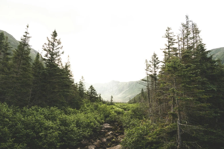 there is a mountain range covered in thick green trees