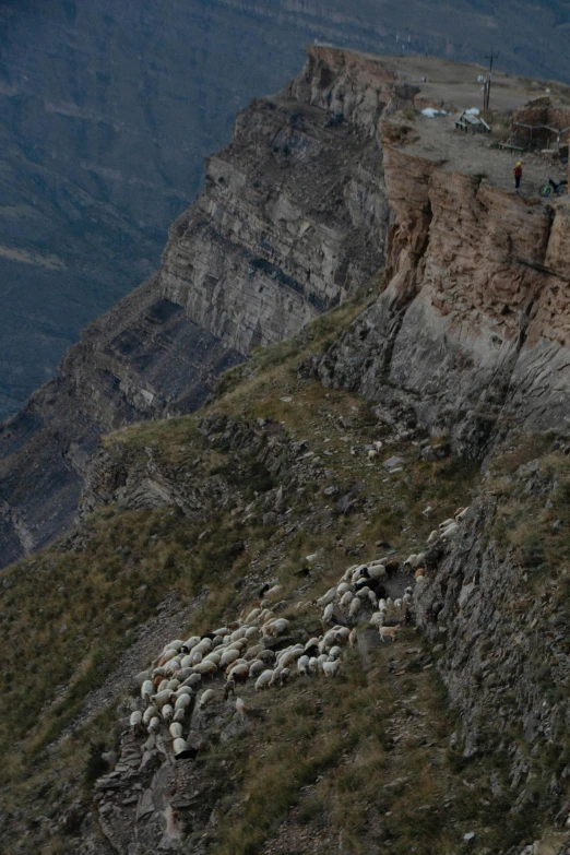 sheep grazing on the side of a rocky cliff