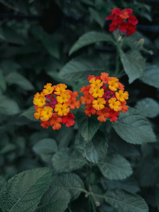 a colorful, small shrub has orange and yellow flowers