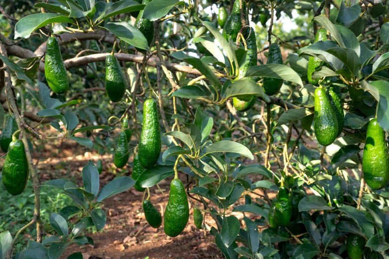 green fruit hanging from a tree in a forest