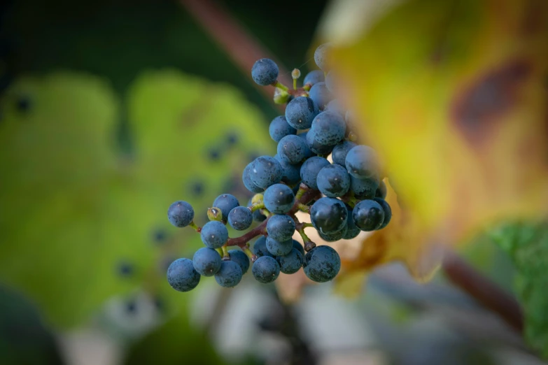 close up of a cluster of berries on a nch