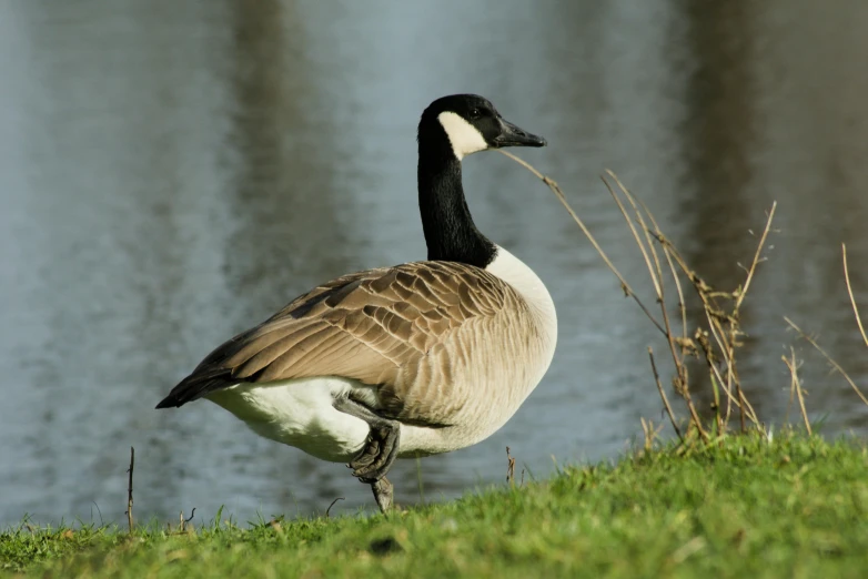 a goose is walking around a grassy area