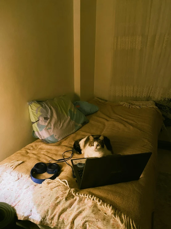 a cat is sleeping on the bed while using a laptop