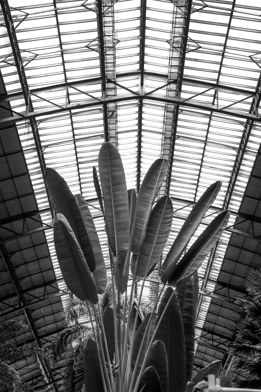 a cactus in a clear vase under a roof