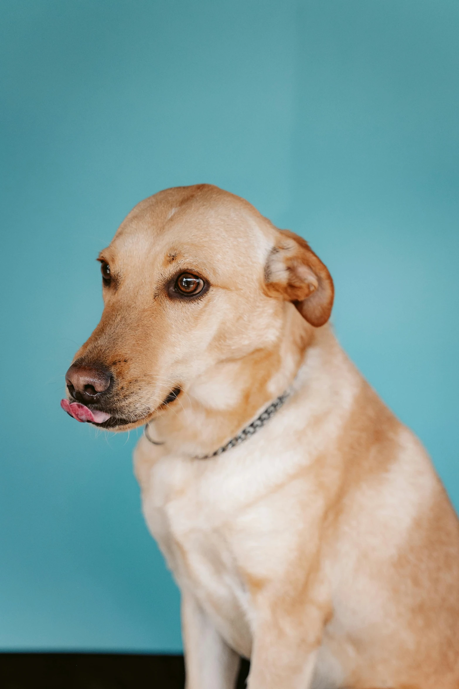 a tan dog looking straight at the camera