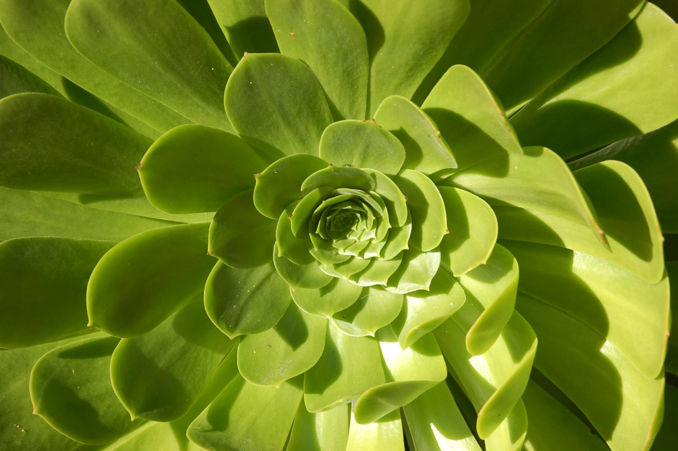 a green flower with lots of leaves is looking up