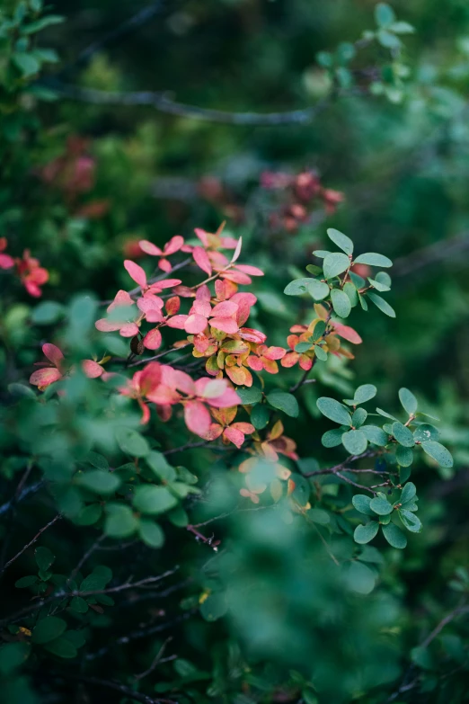 flowers are blooming on trees and leaves