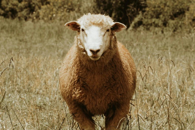 a sheep is standing in the tall grass