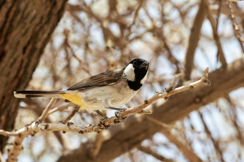 a small bird sitting on top of a tree nch