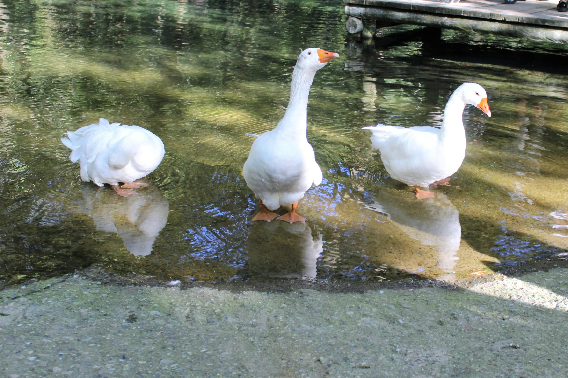 four geese on the edge of a pond next to a lake