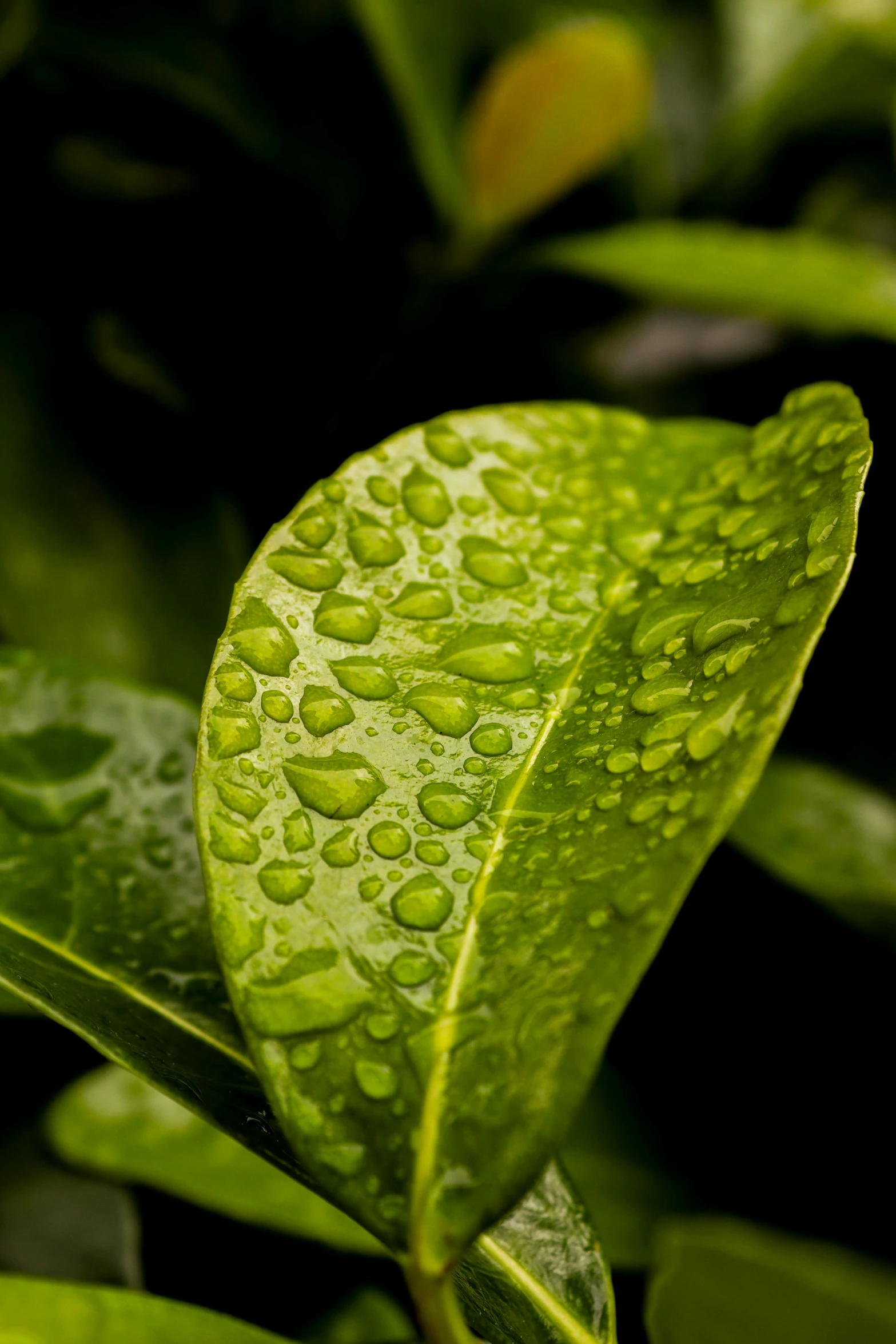 there are several raindrops on the green leaf