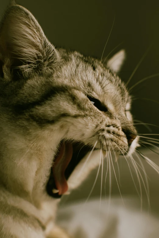 a cat yawns and shows off its teeth