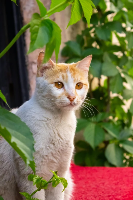 a white and orange cat is looking up