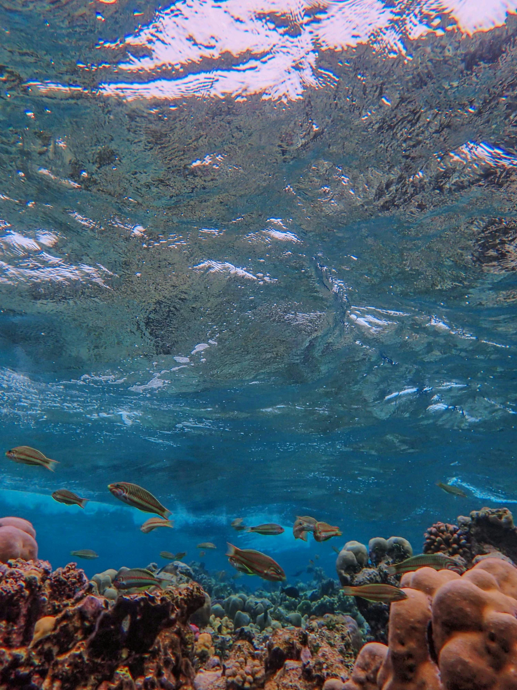 a fish swims over the reefs of a coral reef