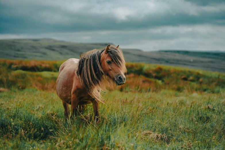 a horse standing in the middle of a lush green field