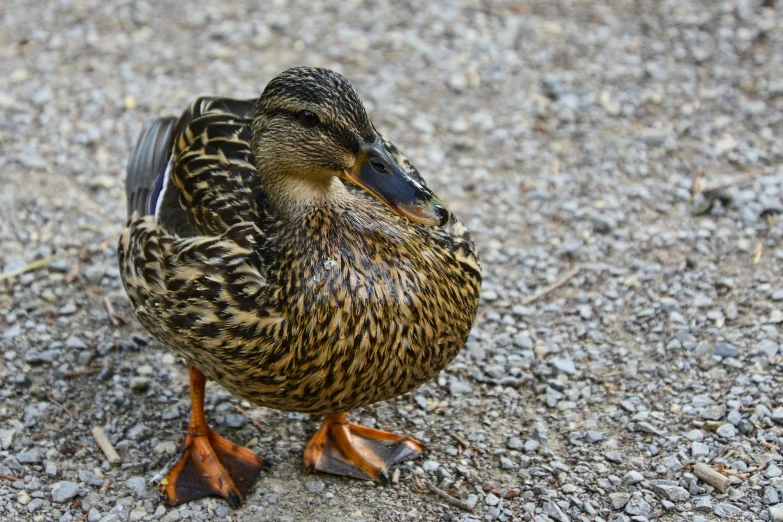 a duck standing on gravel looking down