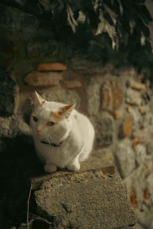 the cat is sitting on the ledge outside