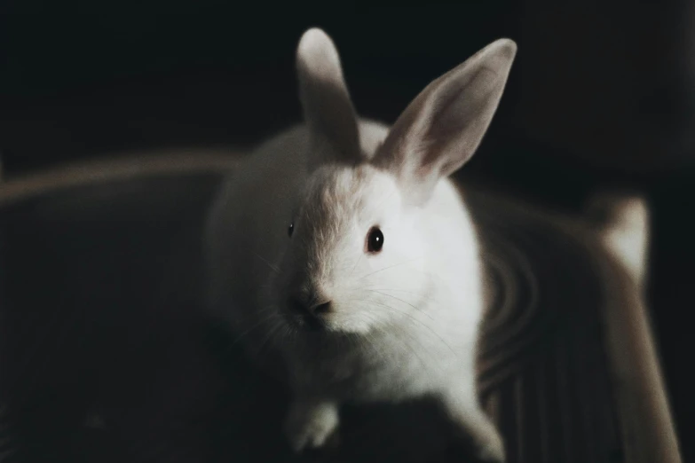 a white rabbit with brown spots sits in the dark