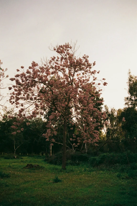 large tree in green field next to wooded area