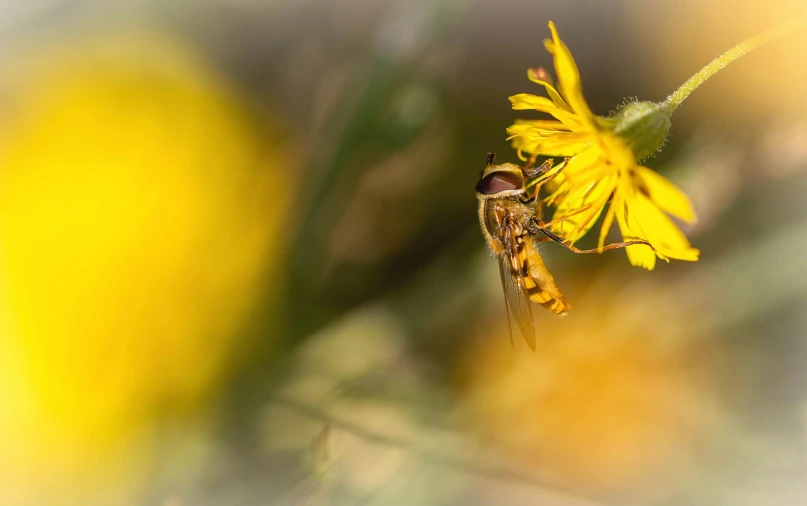 a closeup of some yellow flowers with one large bug in front