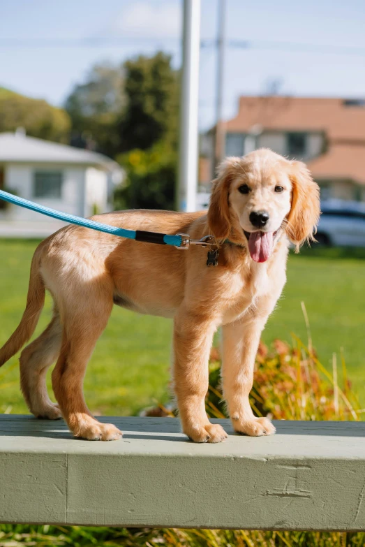 a dog with its tongue out standing next to a bench