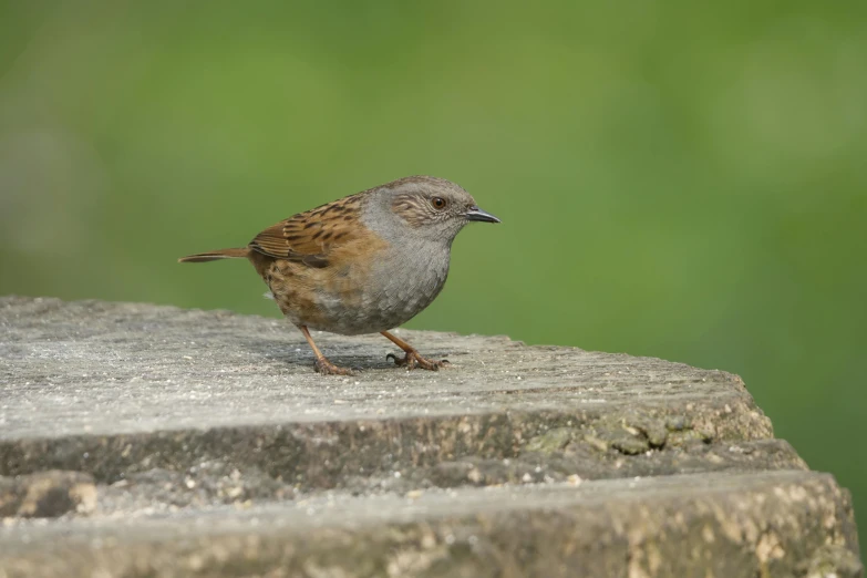 a little bird stands on a ledge outside