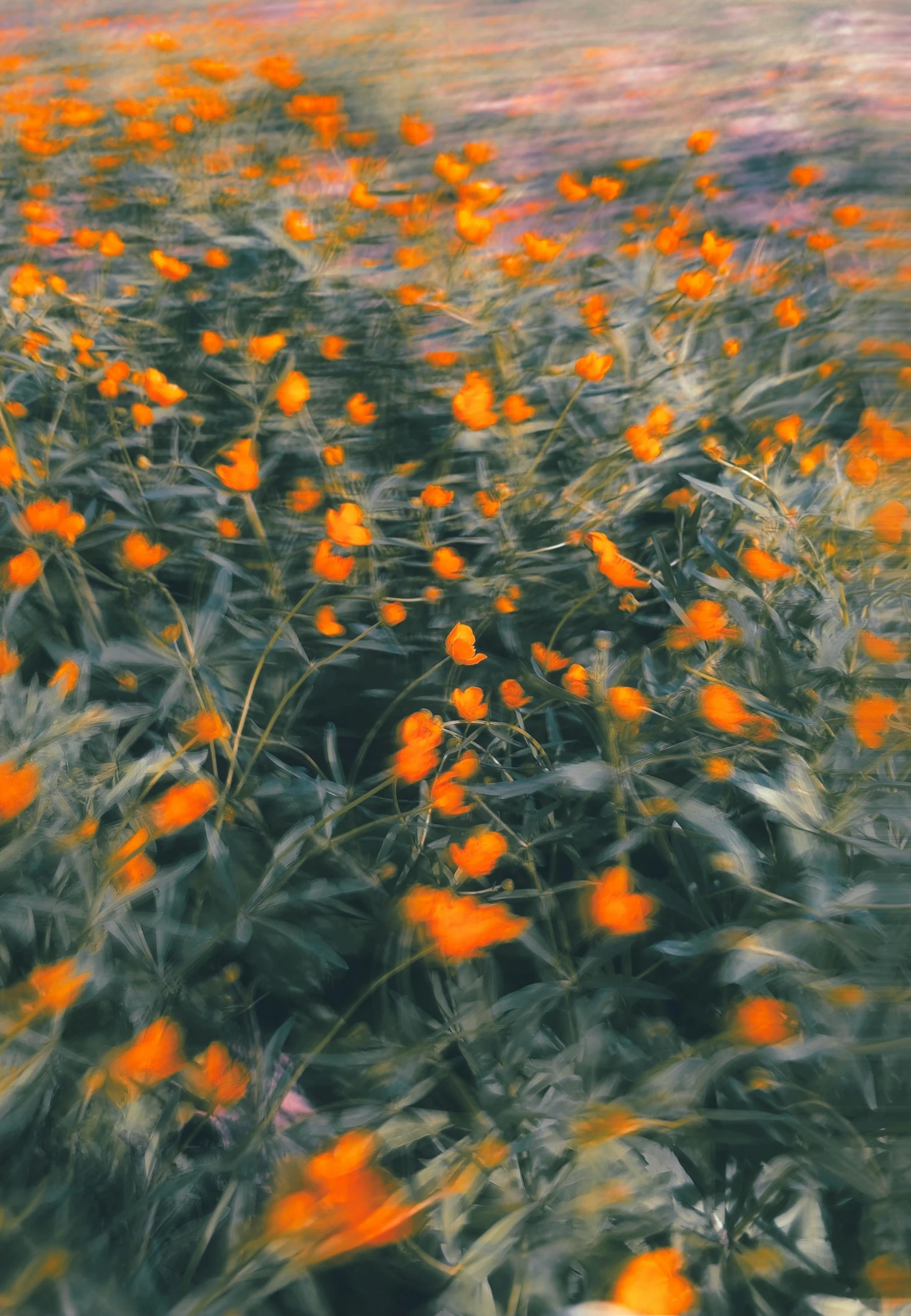 an orange plant sitting on top of a lush green field