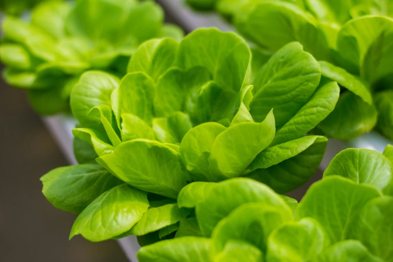 many green plants are growing in a field