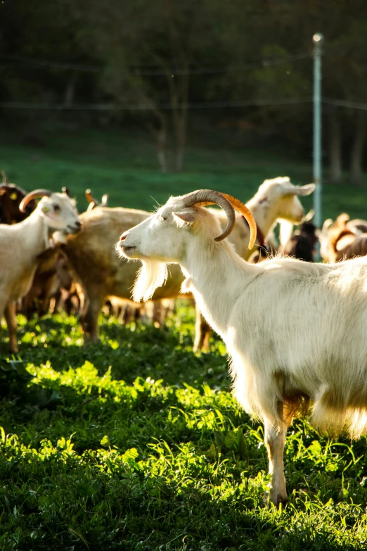 a goat in a field of cattle standing close together