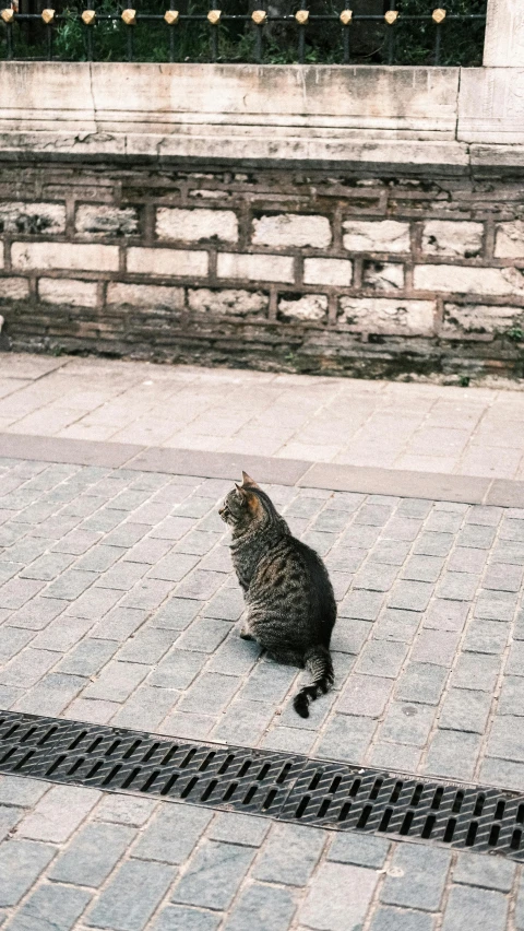 a cat sitting on a patio looking at soing